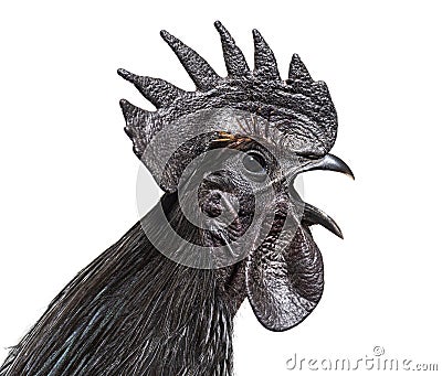 Side view of a Cemani rooster singing, isolated Stock Photo