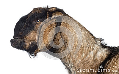 Side view Close-up of an Anglo-Nubian goat with a distorted jaw against white background Stock Photo