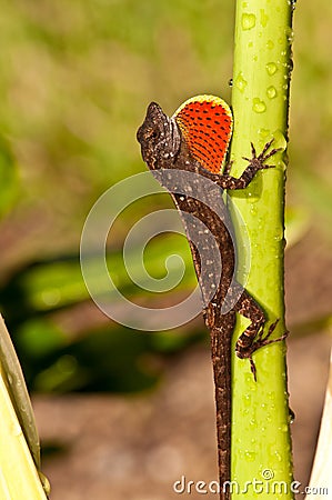 Gecko, showing red throat Blatter as a sexual stimulant Stock Photo