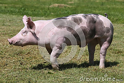 Side view closeup of a duroc breed pig on animal farm Stock Photo