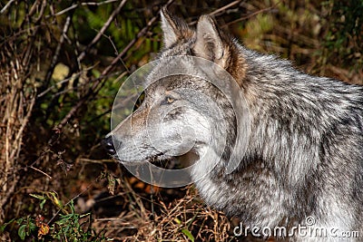 A side view closeup of a timber wolfs head Stock Photo