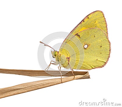 Side view of a Clouded Sulphur landed on a thin branch Stock Photo