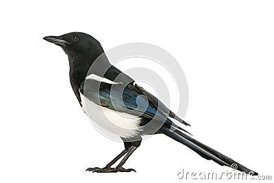 Side view of a Common Magpie, Pica pica, isolated Stock Photo