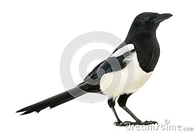 Side view of a Common Magpie, Pica pica, isolated Stock Photo