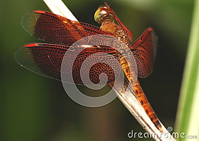 Side View of Common Parasol (Neurothemis Fluctuans) on The Leaves Stock Photo