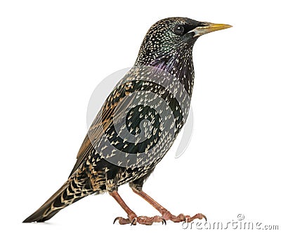 Side view of a Common Starling, Sturnus vulgaris, isolated Stock Photo