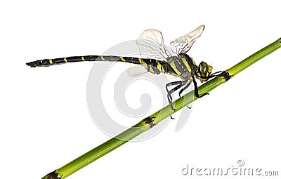 Side view of a Cordulegaster bidentata landed on a plant Stock Photo