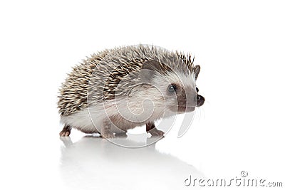 Side view of curious african hedgehog searching Stock Photo