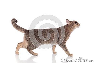 Side view of curious grey cat walking and looking up Stock Photo