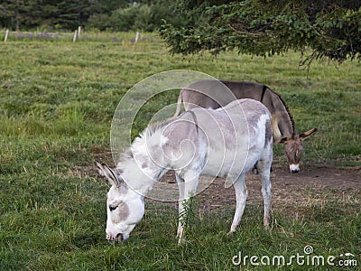 Side view of cute dove grey and white Contentin donkeys grazing in field Stock Photo