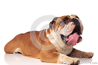 Side view of cute panting english bulldog relaxing Stock Photo