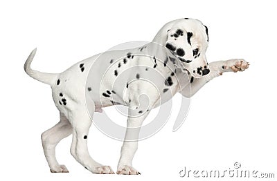 Side view of a Dalmatian puppy pawing up, isolated Stock Photo