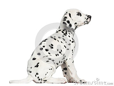 Side view of a Dalmatian puppy sitting, looking up, isolated Stock Photo