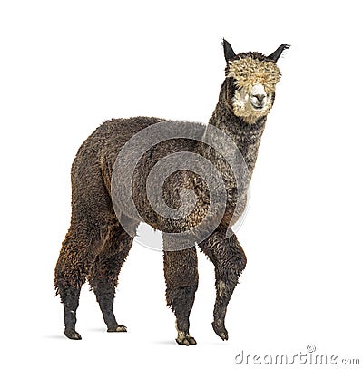 Side view of a Dark rose grey alpaca walking - Lama pacos Stock Photo