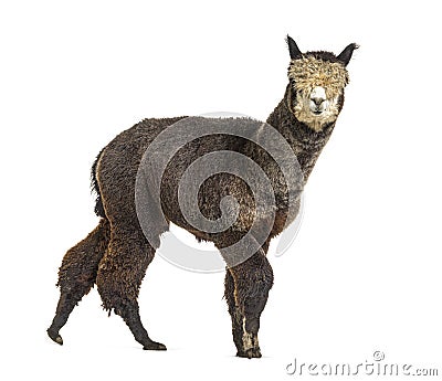 Side view of a Dark rose grey alpaca walking - Lama pacos Stock Photo