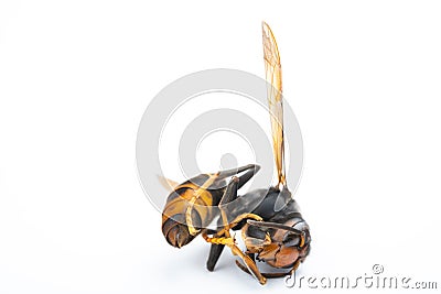 side view dead wasp on white background Stock Photo