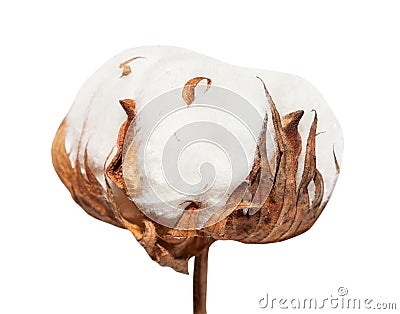 Side view of dried ripe boll of cotton plant Stock Photo