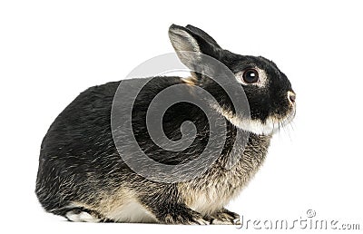 Side view of a Dwarf rabbit, 1 year old, isolated Stock Photo