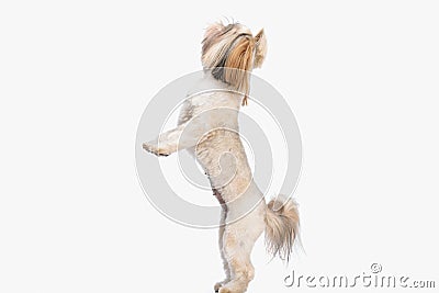 side view of eager little shih tzu puppy standing on back legs Stock Photo