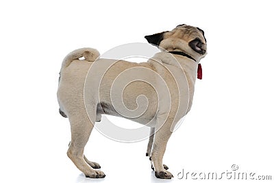 Side view of an eager pug wearing a red bowtie Stock Photo