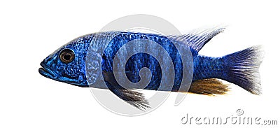 Side view of an Electric Blue Hap, Sciaenochromis ahli, isolated Stock Photo