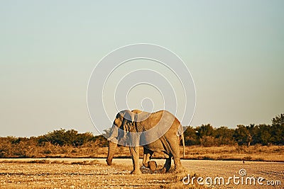 Side view. Elephant is in the wildlife at daytime Stock Photo