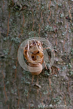 Annual Cicada Exoskeleton on the side of a Tree Stock Photo