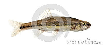 Side view of an Eurasian minnow, Phoxinus phoxinus Stock Photo