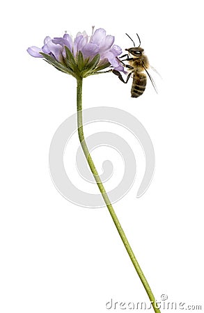 Side view of a European honey bee landed on a flowering plant Stock Photo