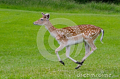 A side view of a fallow deer running Stock Photo