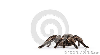 Spider on white background Stock Photo