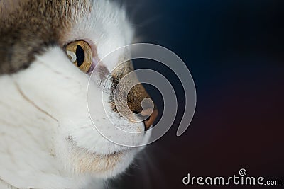 Side view of female cat head with copy space Stock Photo