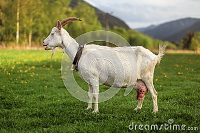 Side view - female domesticated goat on meadow with dandelions Stock Photo