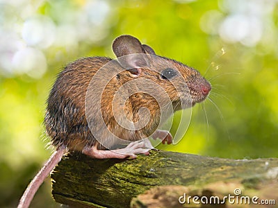 Side View of a Field Mouse (Apodemus sylvaticus) on a Branch Stock Photo