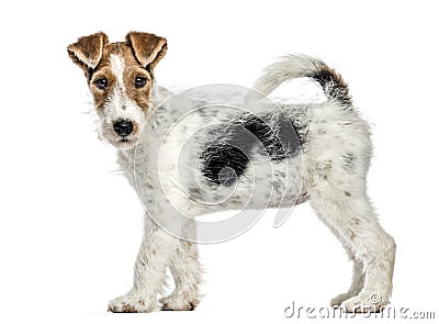 Side view of a Fox terrier dog, standing, isolated Stock Photo