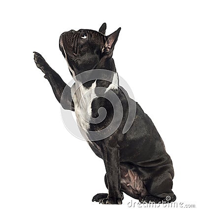 Side view of a French Bulldog pawing up Stock Photo