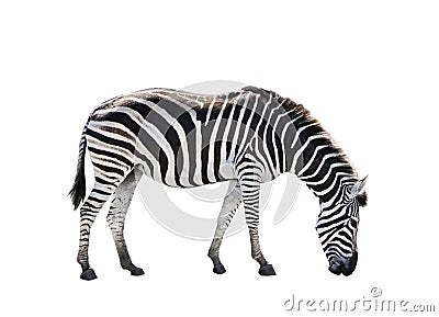 Side view full body of african zebra isolated white background Stock Photo