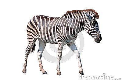 side view full body of african zebra standing isolated white background use for animals in safari theme Stock Photo