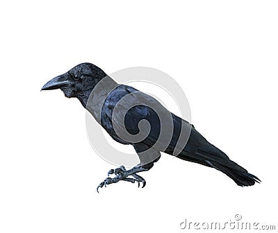 Side view full body of black feather raven bird isolated white b Stock Photo