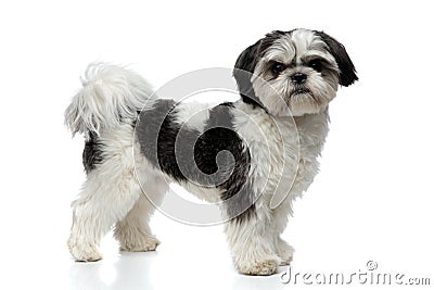 Side view of furry black and white shih tzu standing Stock Photo