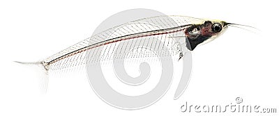 Side view of a Ghost catfish, Kryptopterus minor Stock Photo