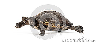 Side view of a Giant Asian pond turtle walking away, Heosemys grandis, isolated on white Stock Photo