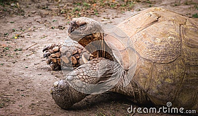 Side view of giant tortoise. Stock Photo