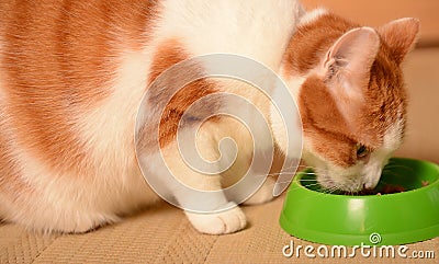 Cat eating food in bowl Stock Photo