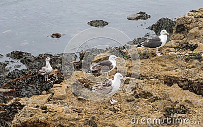 Close up view of Great Black-backed Gull Larus marinus Stock Photo