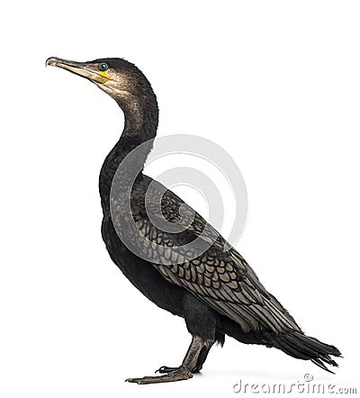 Side view of a Great Cormorant, Phalacrocorax carbo, also known Stock Photo