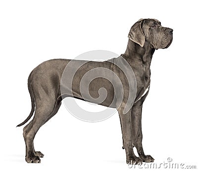 Side view of a Great Dane, 10 months old, in front of white back Stock Photo