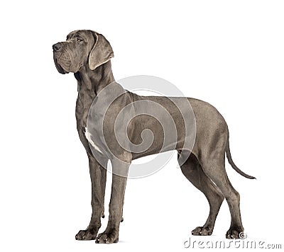 Side view of a Great Dane, 10 months old, in front of white back Stock Photo