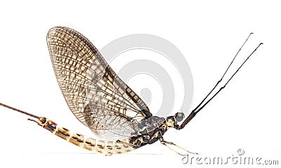 Side view of a green drake mayfly, Ephemera danica Stock Photo