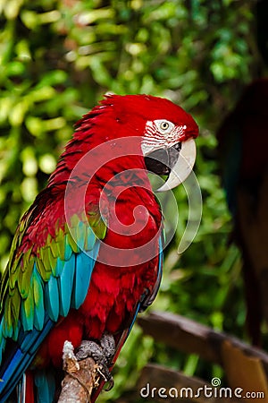 Side-view of a Green-Winged Macaw Stock Photo